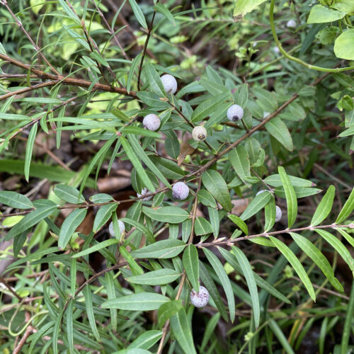 Native berries to plant in your patch Midyim berries in Karen Sutherland's garden